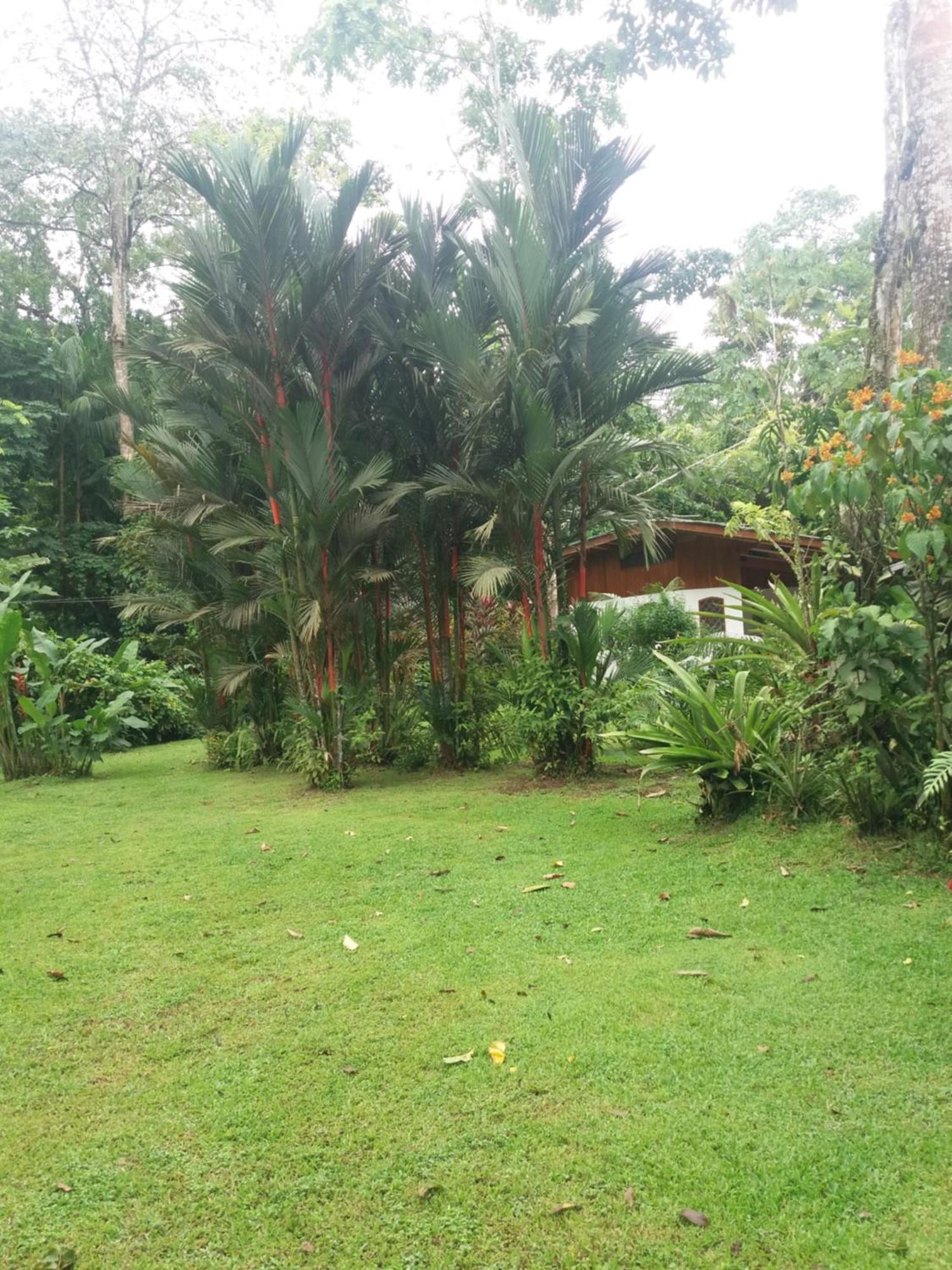 Los Delfines Lodge Puerto Viejo de Talamanca Exterior foto